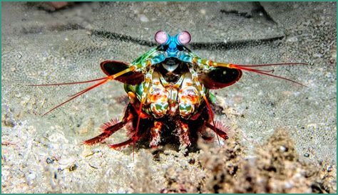 Are mantis shrimp in Florida?