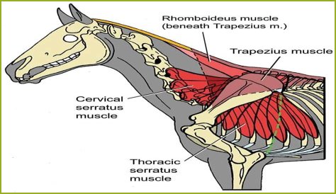 What does the Brachiocephalicus muscle do in a horse?