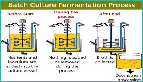 What is batch fermentation?